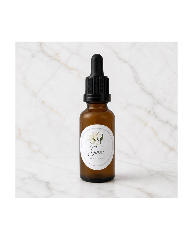 Fleur de Bach N°13 - Gorse / Ajonc - 1